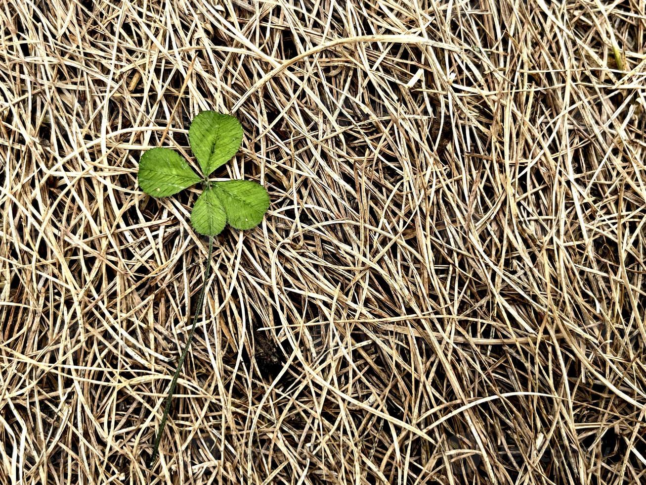 klaver met vier bladeren op natuurlijke hooiachtergrond. symbool van geluk en dromen. klaverplant, geluksbrenger. natuur achtergrond met lege ruimte. st patrick dag kaart foto