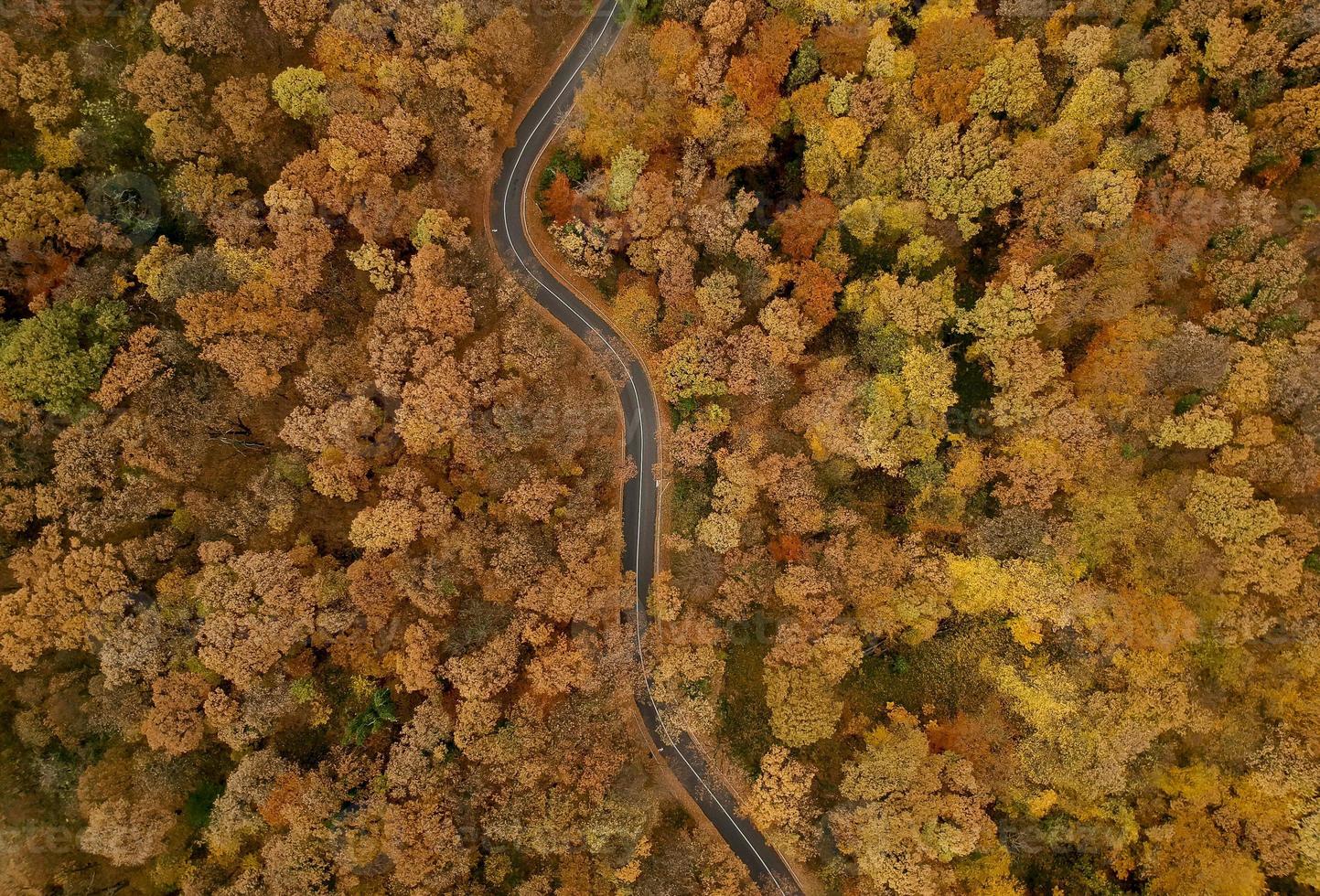 luchtfoto op de weg in het herfstbos foto