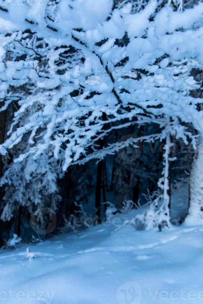 uitzicht onder besneeuwde boomtak foto