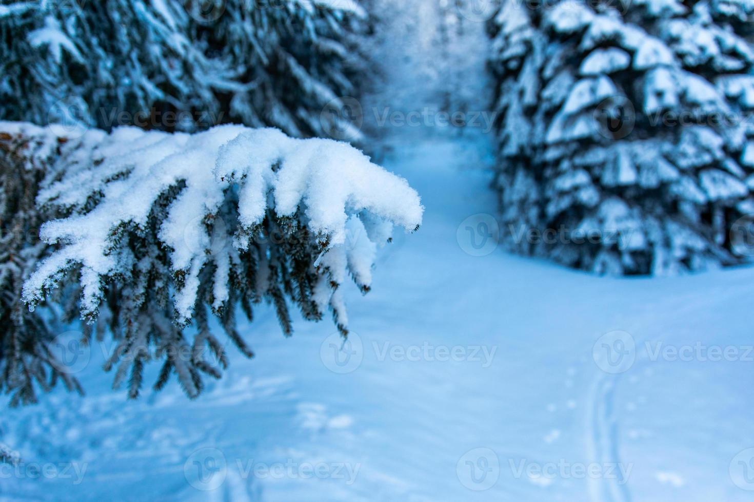 besneeuwde dennenboomtak in winterbos foto