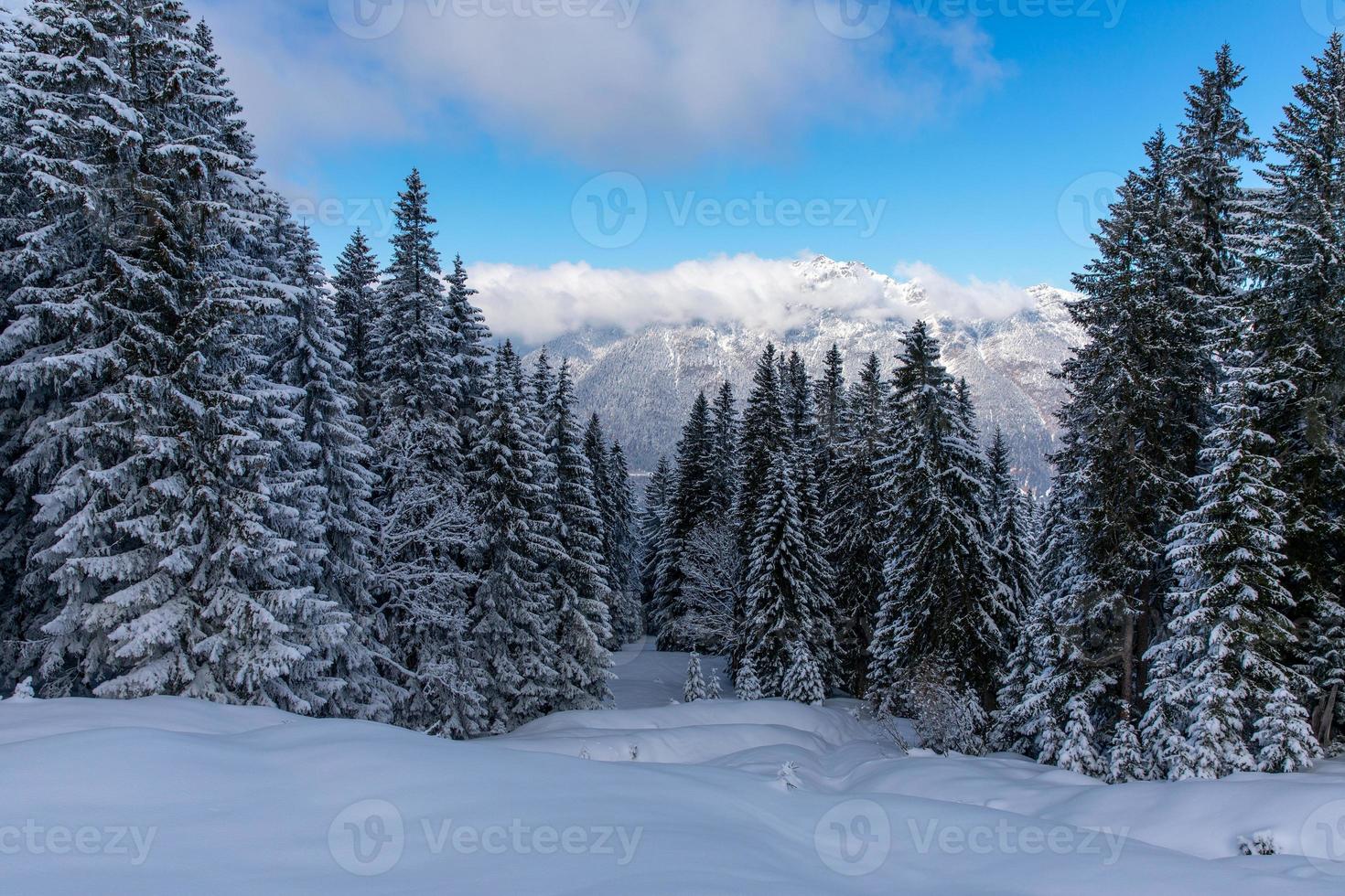 besneeuwde pijnbomen in alpenbos foto