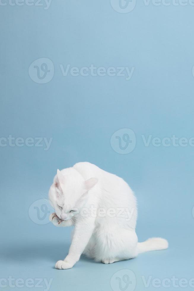 jonge witte kat foto