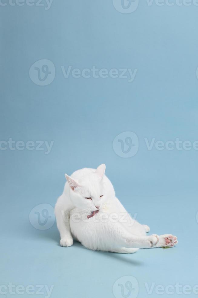 jonge witte kat foto