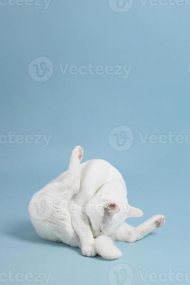 jonge witte kat foto