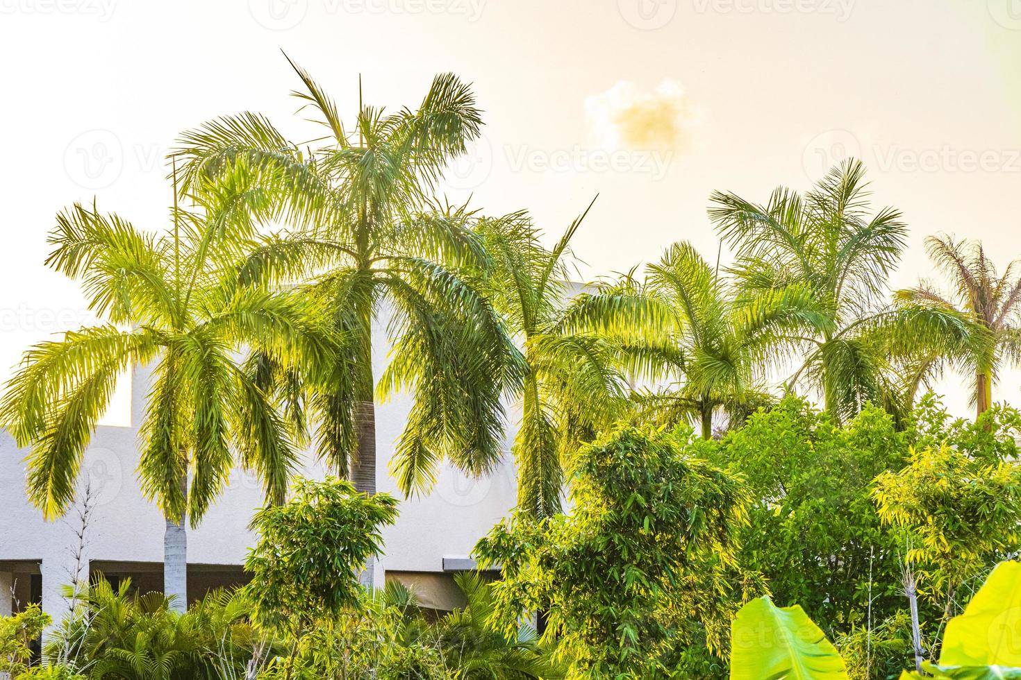 tropische palmbomen met zonsopgang hemel playa del carmen mexico. foto