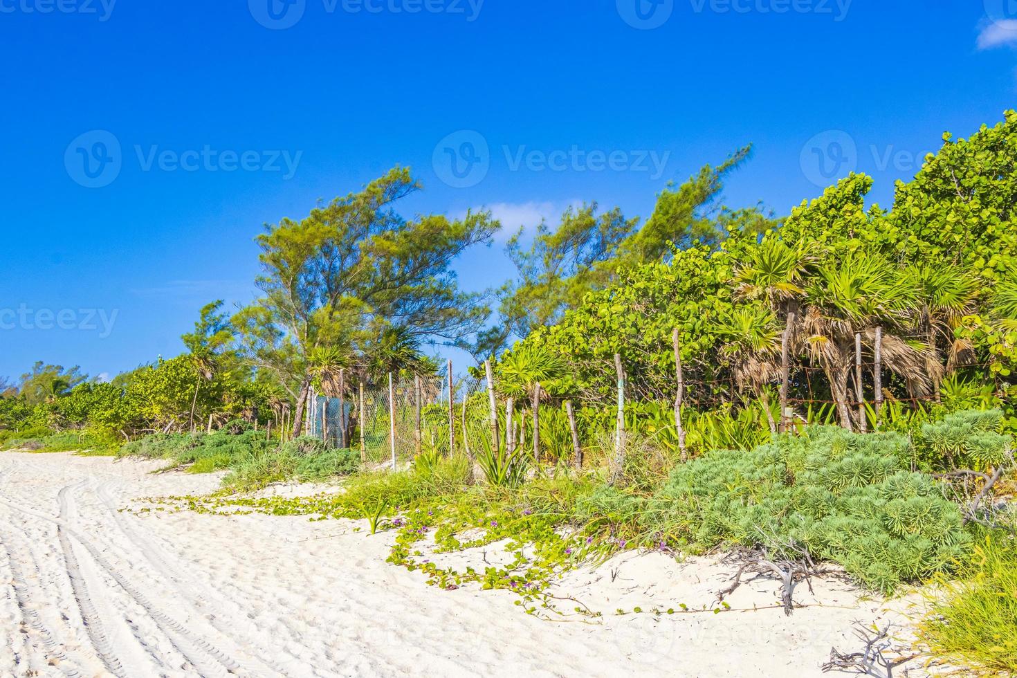 tropisch Mexicaans natuurlijk strand met bos playa del carmen mexico. foto