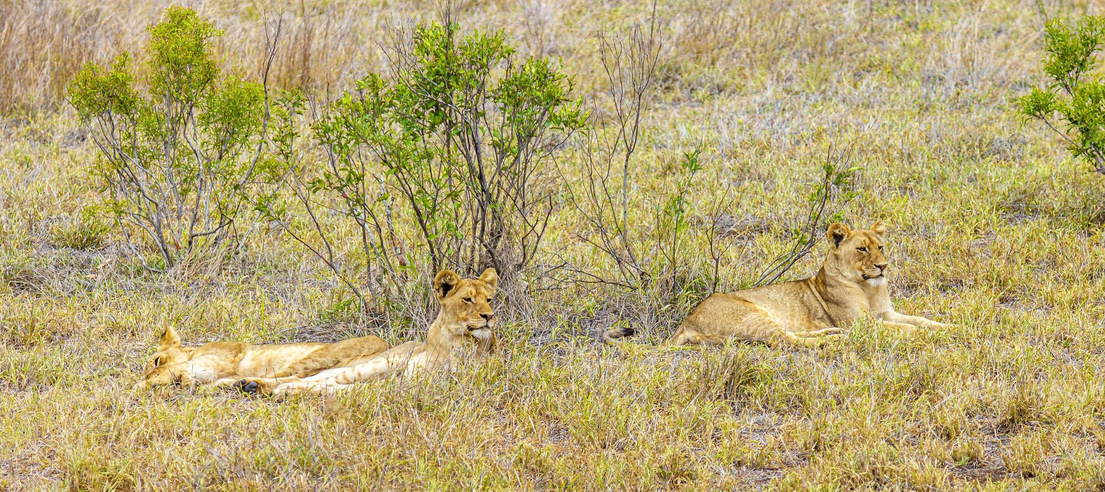 leeuwen op safari in mpumalanga kruger nationaal park zuid-afrika. foto