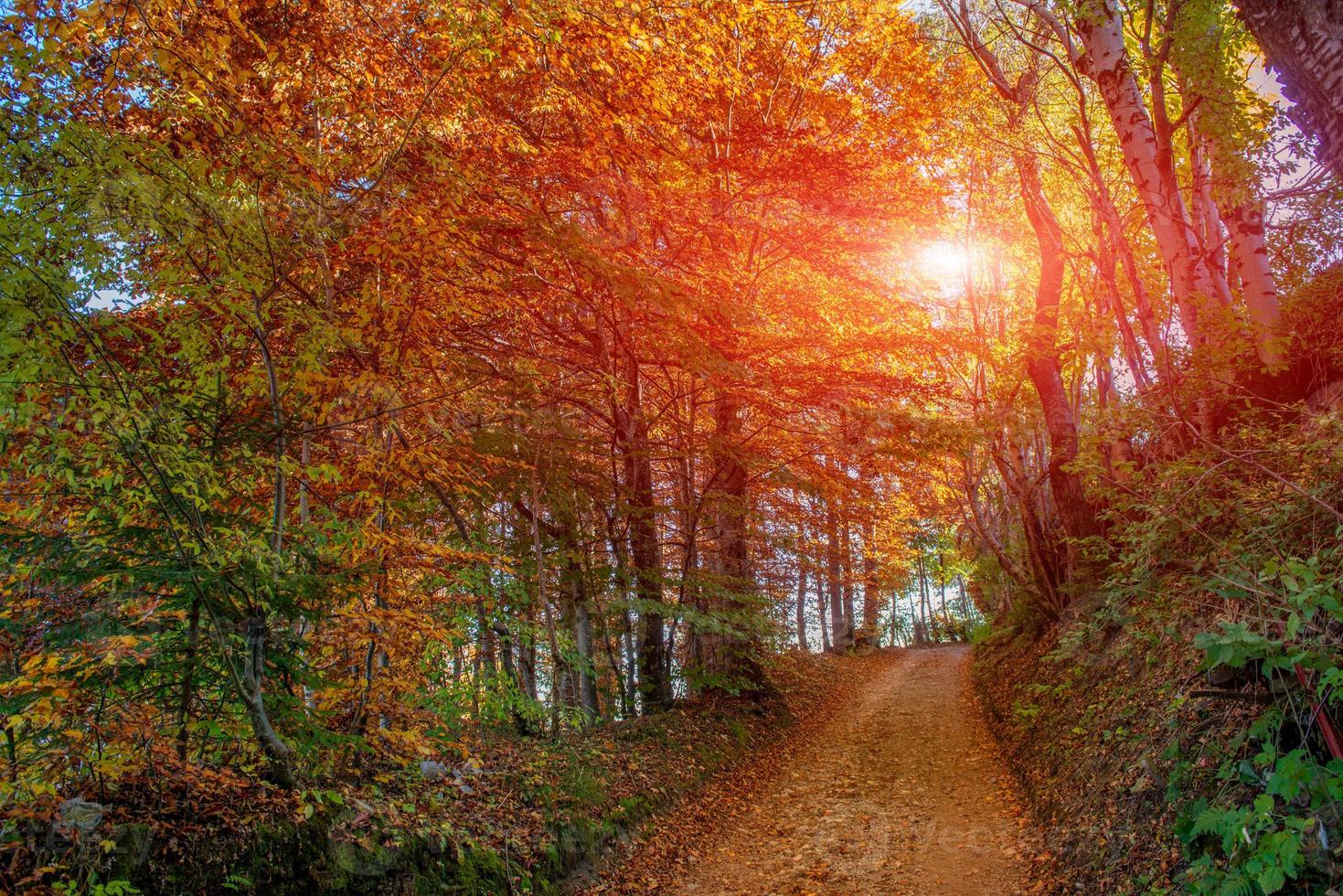 weg tussen kleurrijke bomen foto