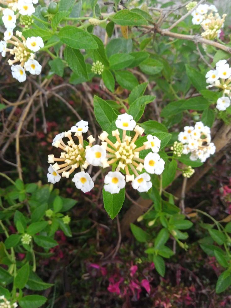 verticale foto van witte bloemen.