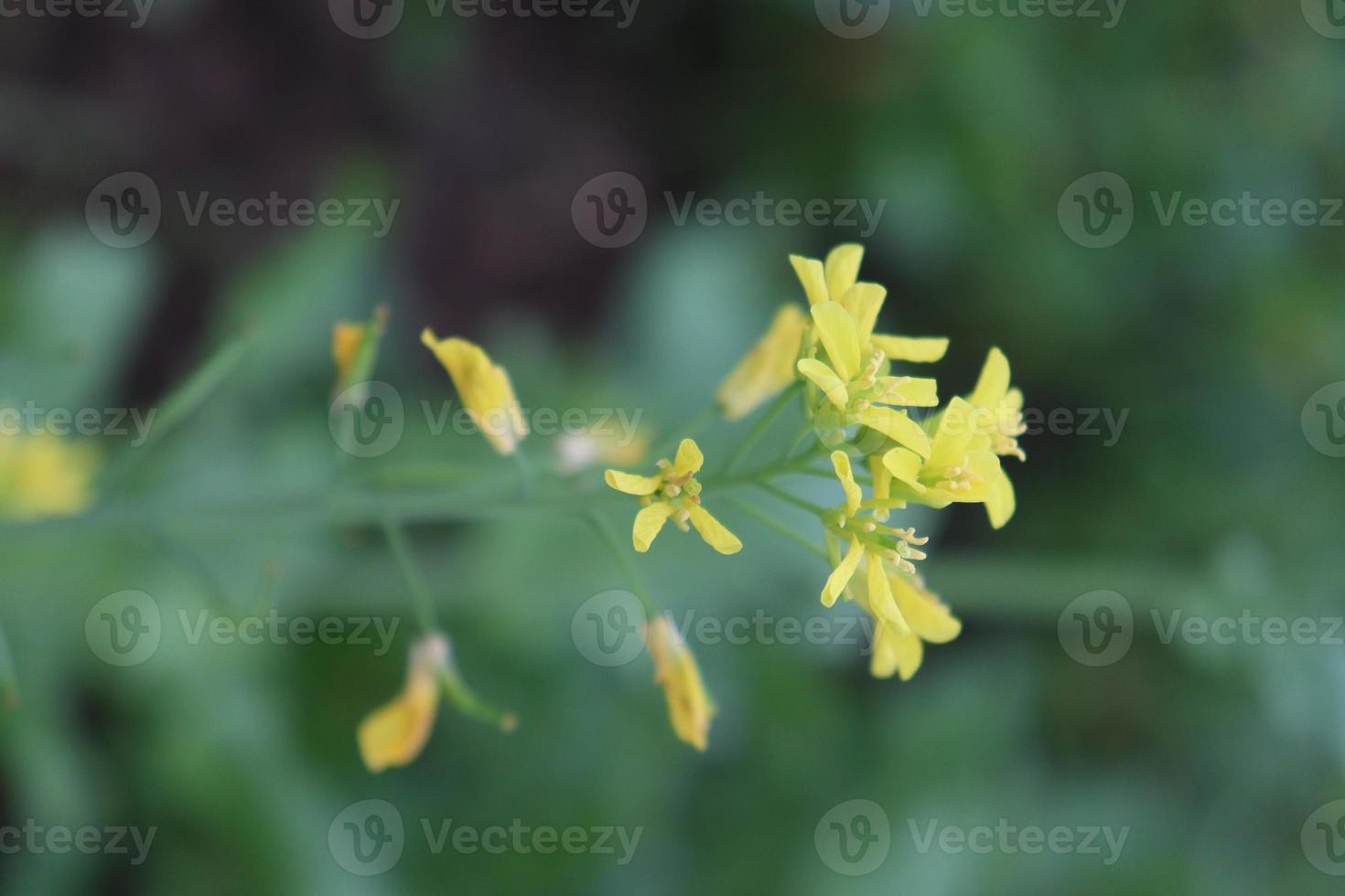 mosterd en ui stevig zicht op het veld foto