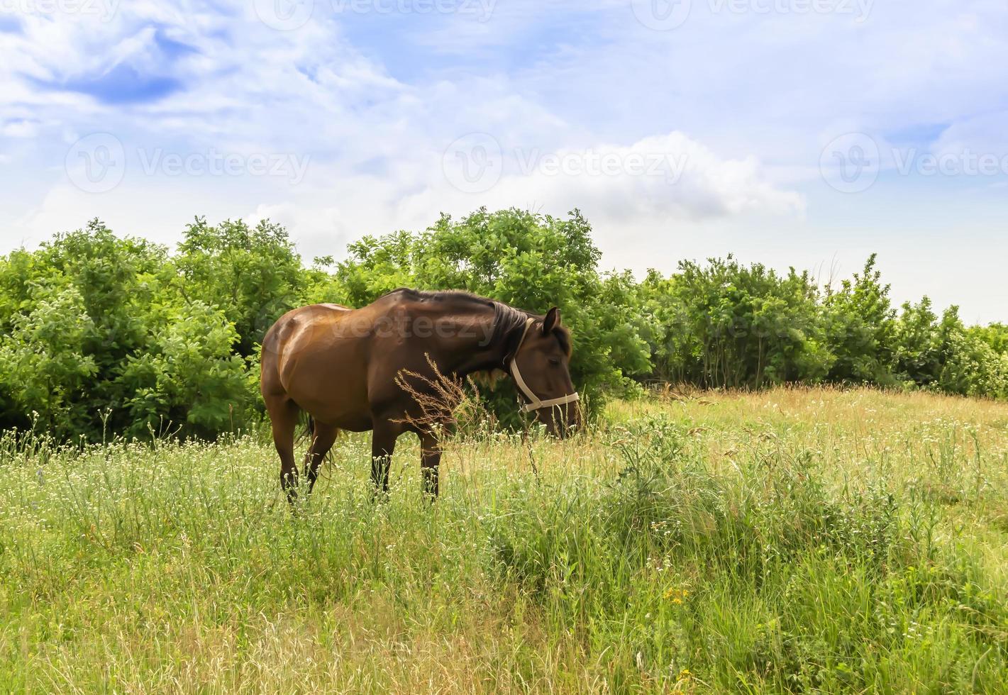 mooie wilde bruine paardenhengst op zomerbloemenweide foto