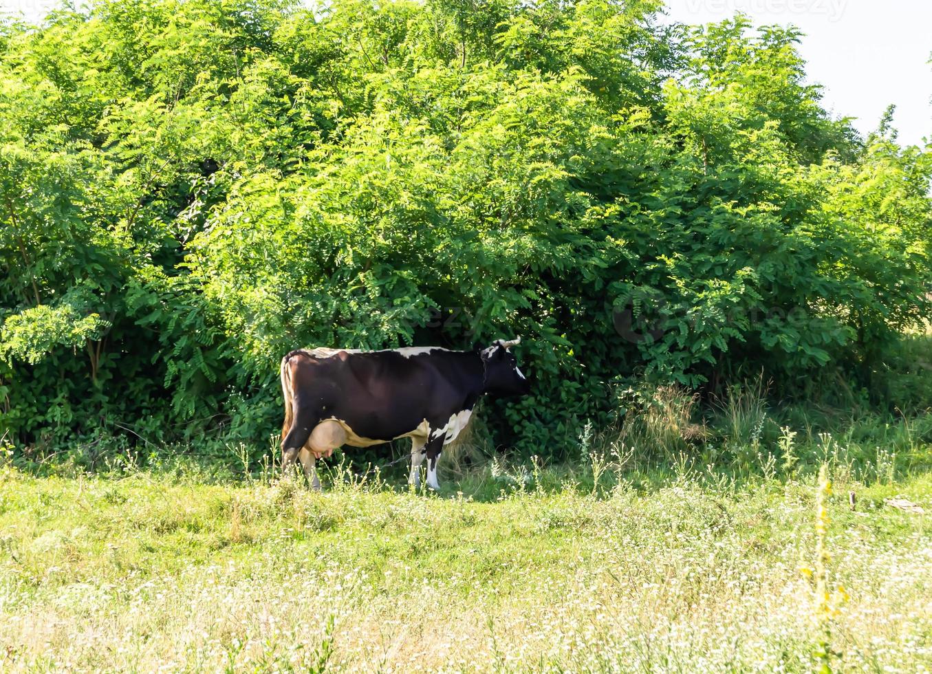 fotografie op thema mooie grote melkkoe foto