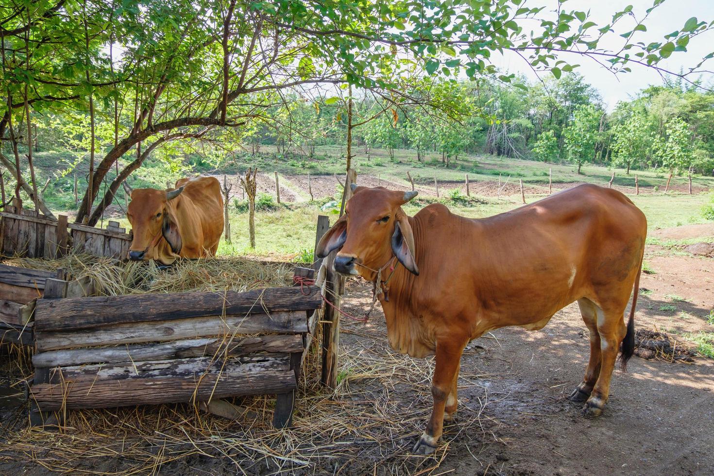 bruine koeien op een landelijke boerderij foto