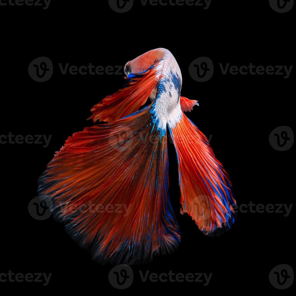 close-up kunst beweging van betta vis of siamese kempvissen geïsoleerd op zwarte background.fine art ontwerpconcept. foto