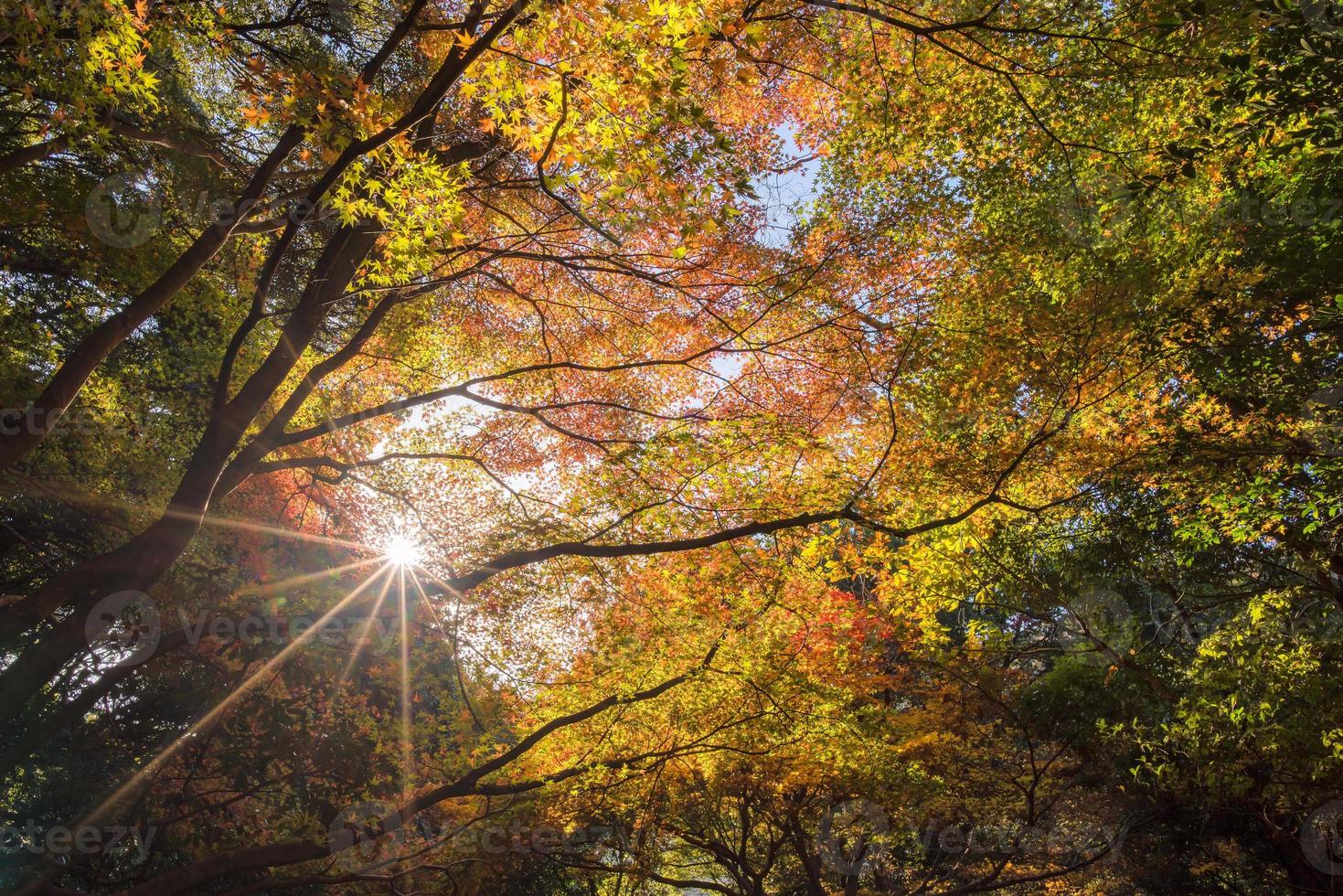 prachtige natuur in arashiyama in het herfstseizoen in kyoto, japan. arashiyama is een bezienswaardigheid voor toeristen in Kyoto. foto