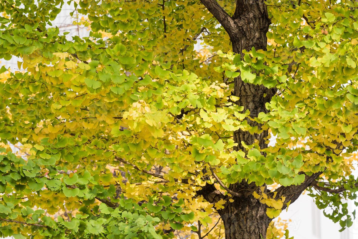 prachtige natuur gele ginkgo bladeren in het herfstseizoen in osaka, japan. foto