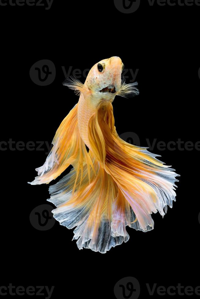 close-up kunst beweging van betta vis, siamese kempvissen geïsoleerd op zwarte background.fine art ontwerpconcept. foto