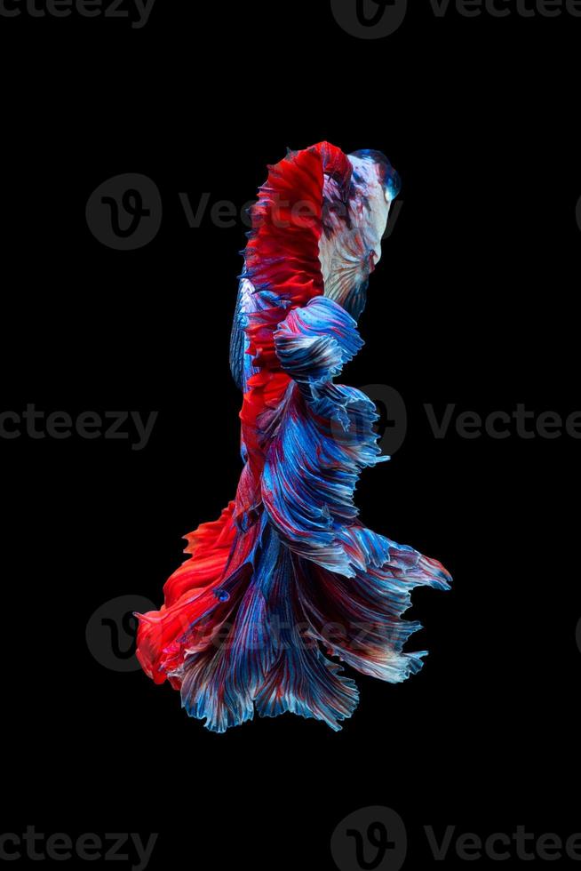 close-up kunstbeweging van betta vis of siamese kempvissen geïsoleerd op zwarte achtergrond foto