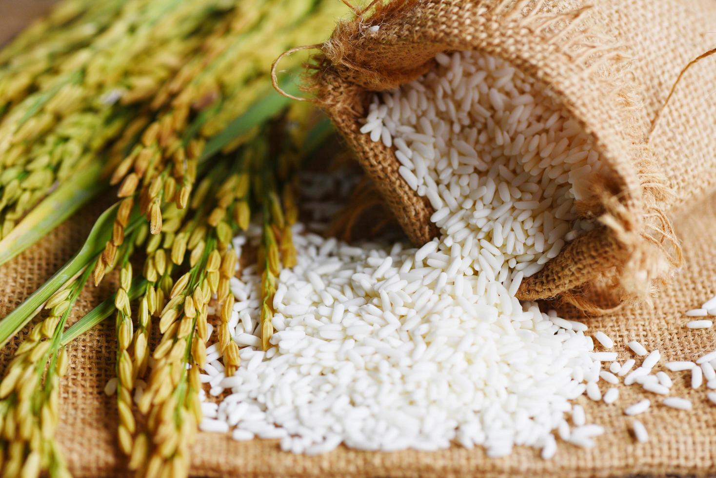 jasmijn witte rijst op zak en geoogst geel rip rijstveld, oogst rijst en voedselkorrels kookconcept foto