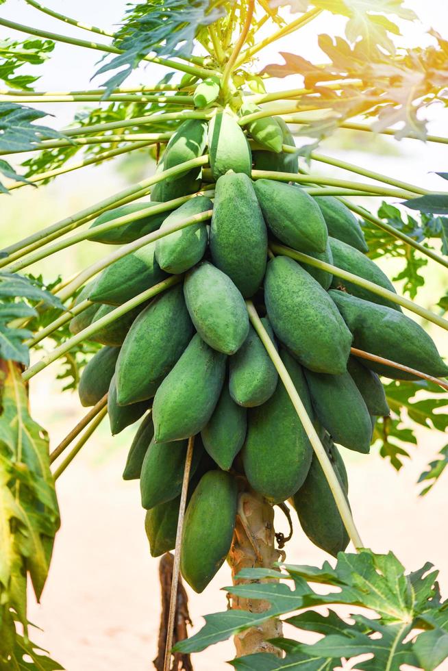 groene papaya vruchten groeien hangen aan de papaya boom met zonlicht in de tuin boerderij landbouw voor het koken van papaya salade populair in Aziatisch eten foto