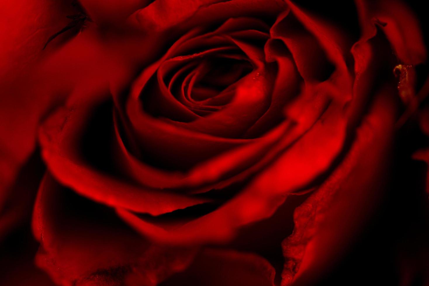 close-up verse natuurlijke roos achtergrond bloemen romantische liefde valentijn dag concept - rode rozen bloemboeket op donkere achtergrond foto