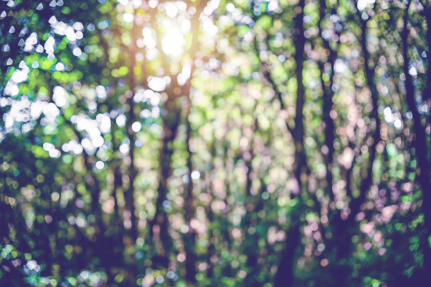 bomen natuurlijk wazig achtergrond bokeh. foto