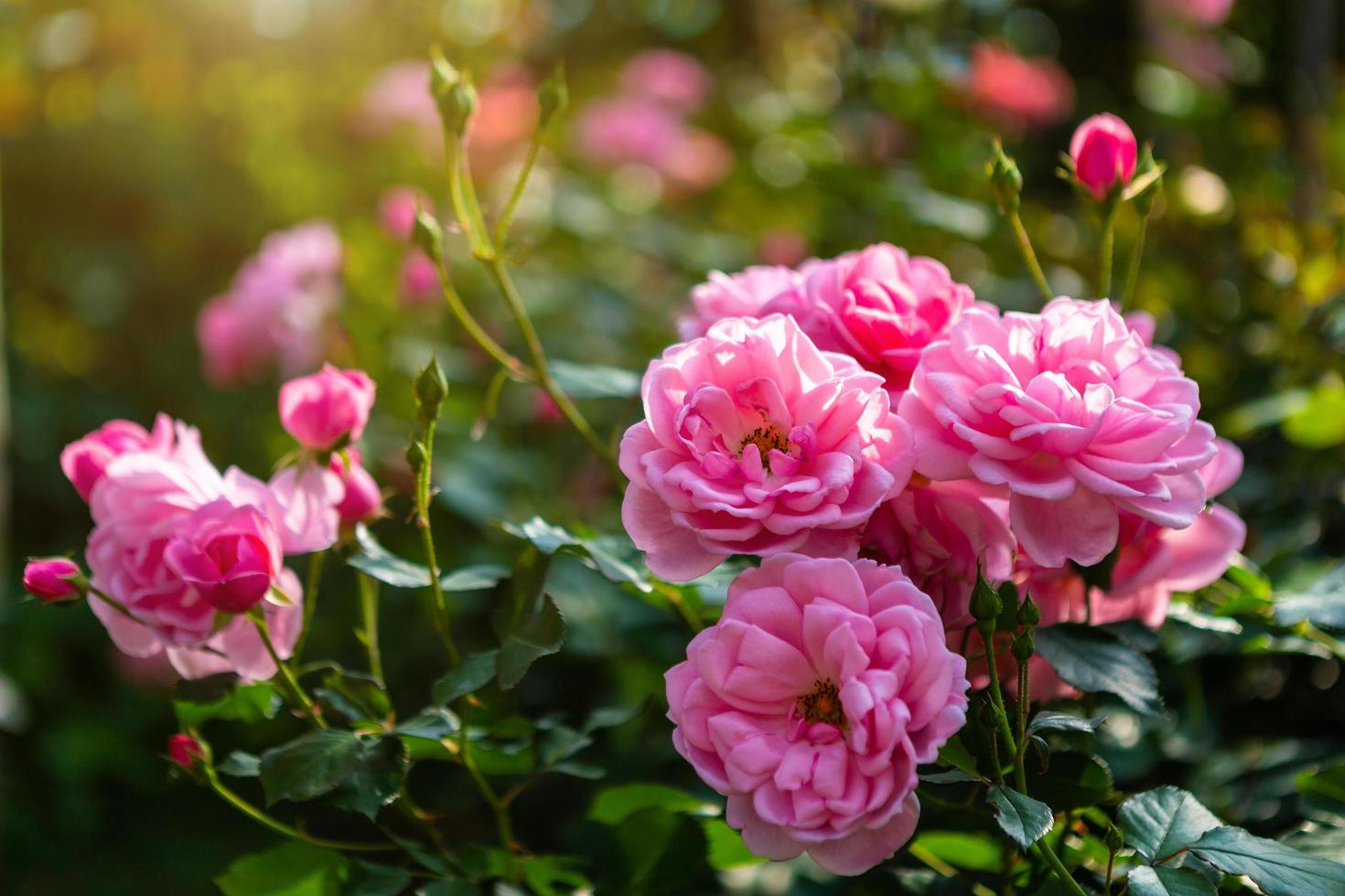 mooie roze roos op de rozentuin in de zomer in een tuin. foto