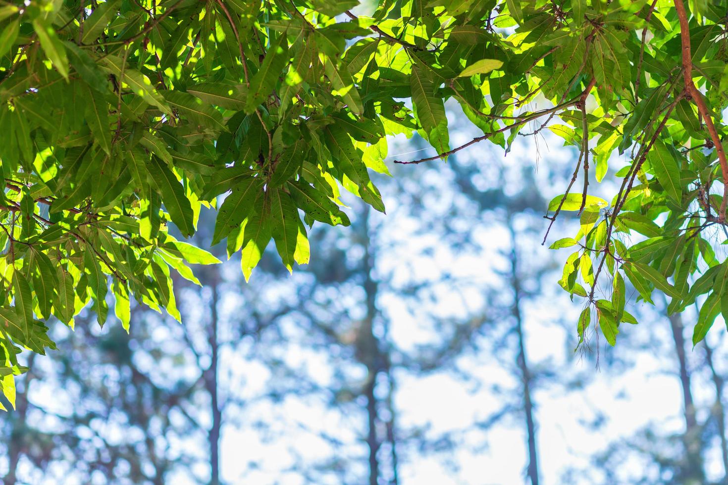 groene bladeren, mangobladeren bokeh onscherpe achtergrond. foto