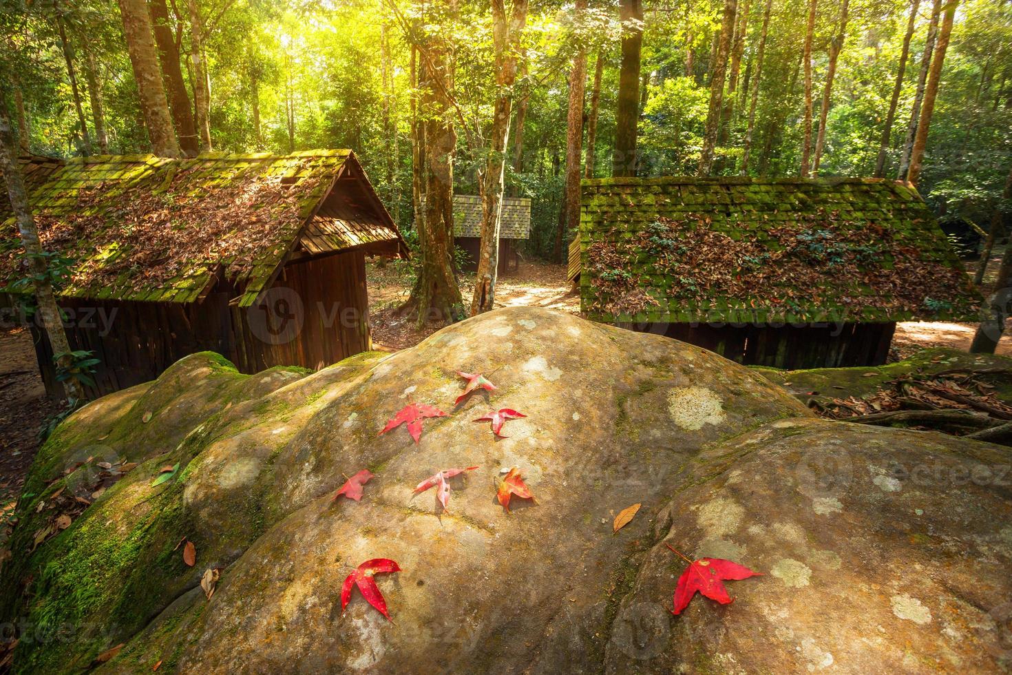 esdoornblad op het groene mos van oude hut houten politieke en militaire school in phuhinrongkla nationaal park nakhon thai district in phitsanulok, thailand. foto