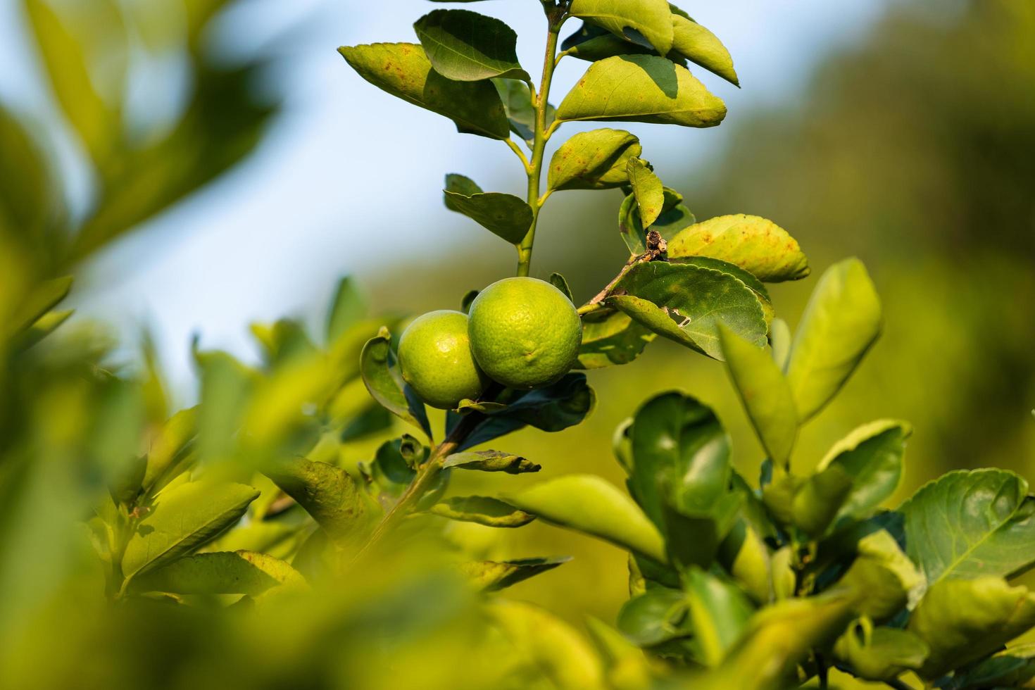close-up van groene citroenen groeien op de citroenboom in een tuin citrusvruchten thailand. foto