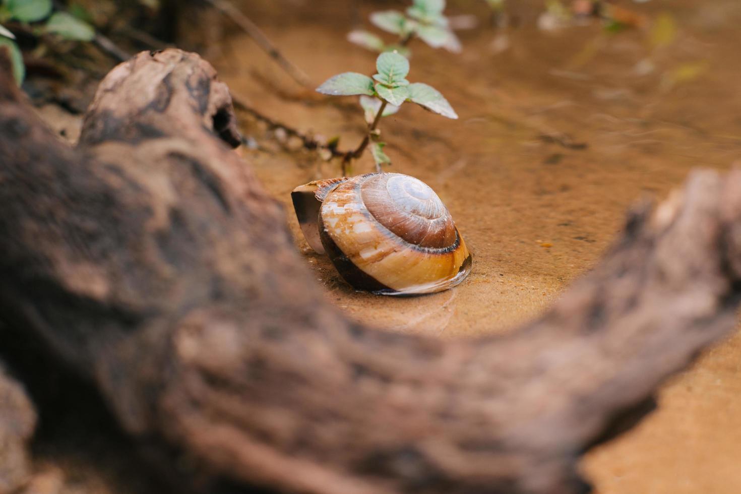 het tropische woud in vietnam foto