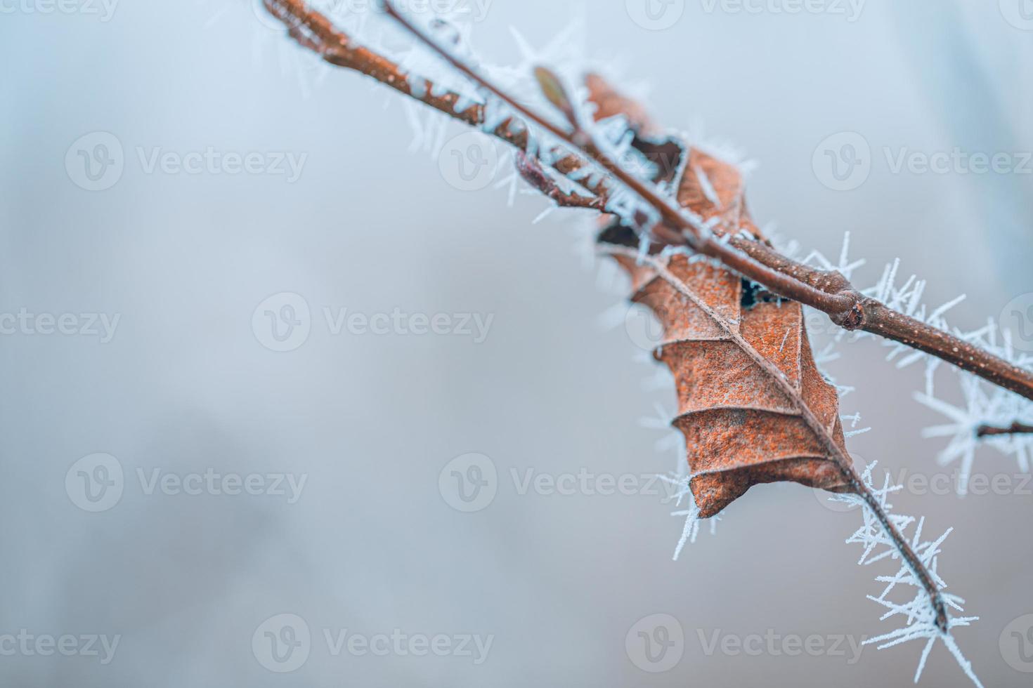 gedetailleerde close-up van bevroren blad vroeg in de ochtend in de winter foto