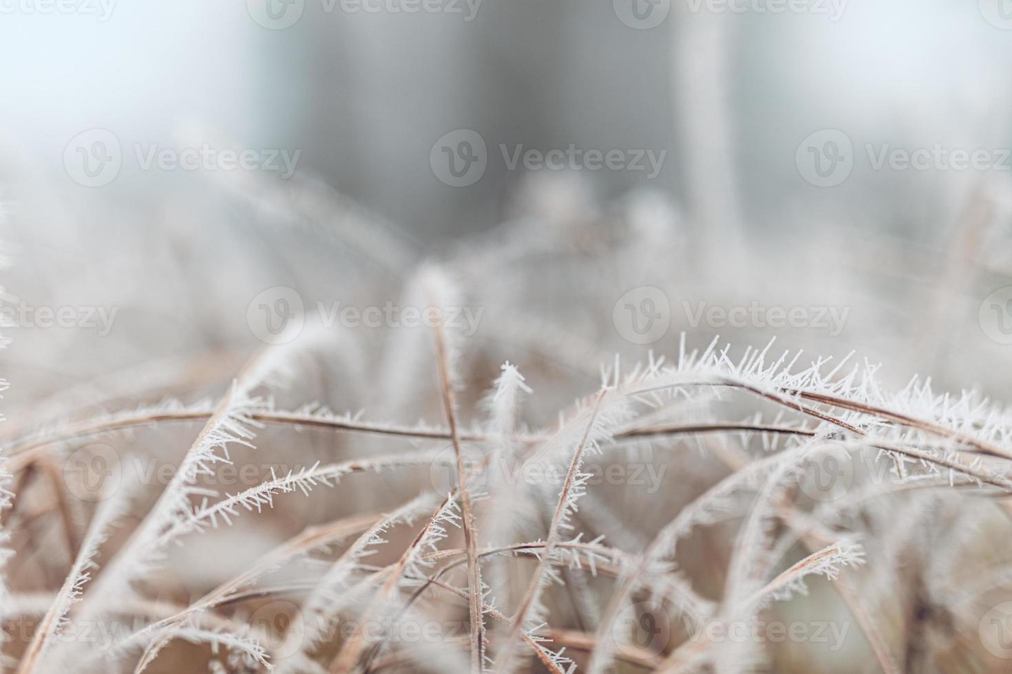 bevroren grasweide met wazig mistig koud landschap. met vorst bedekte grassen in winterlandschap, selectieve focus en ondiepe scherptediepte foto