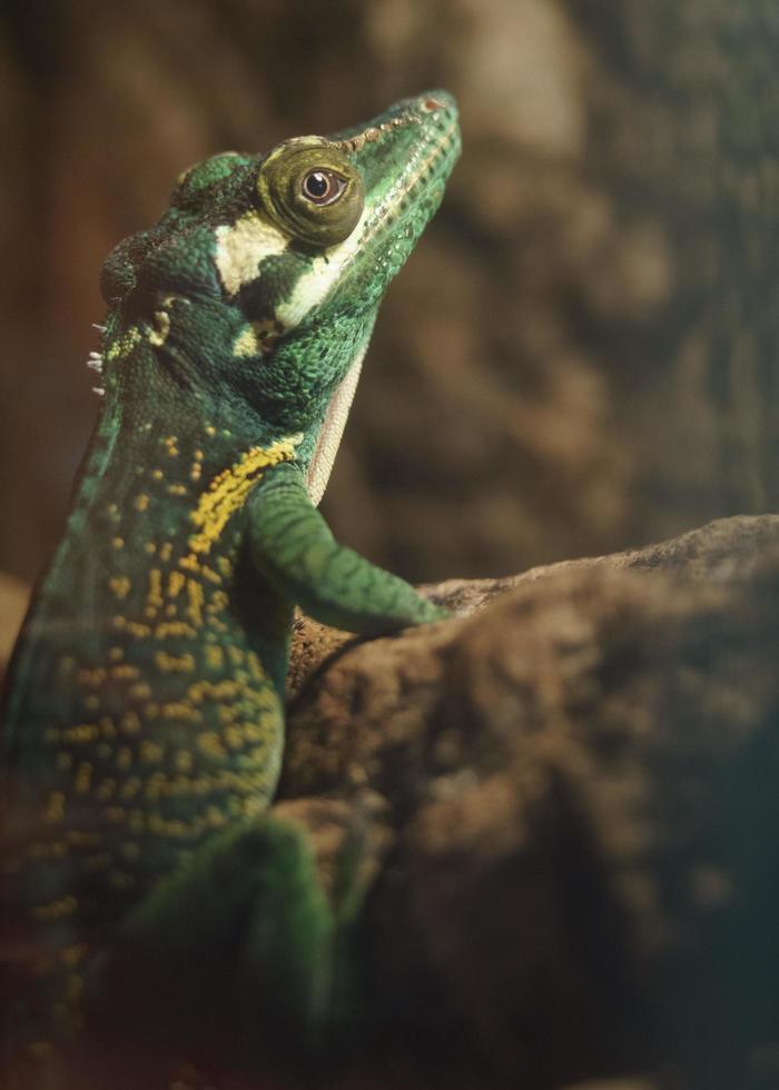 baracoa gigantische anole foto