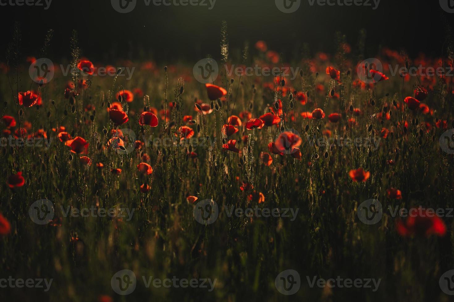 rode klaprozen veld. de ondergaande zon op een veld met klaprozen op het platteland foto