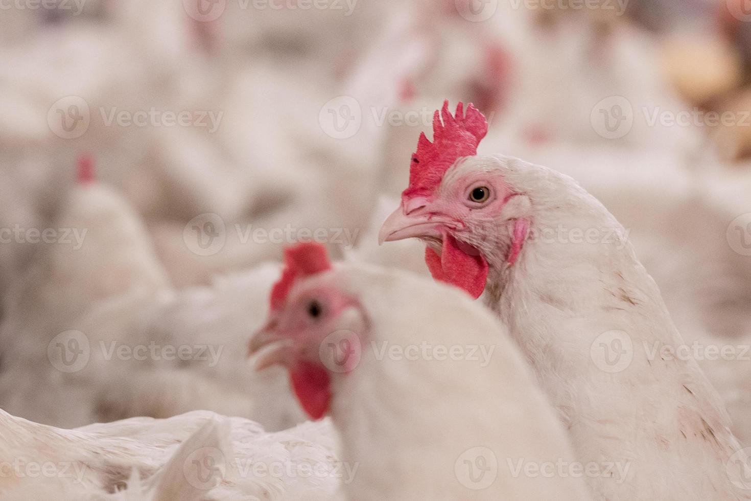 pluimveebedrijf met kip. veeteelt, huisvesting voor het kweken van vlees, voer voor het kweken van witte kippen in binnenhuisvesting. levende kip voor de productie van vlees en eieren in een opslag. foto