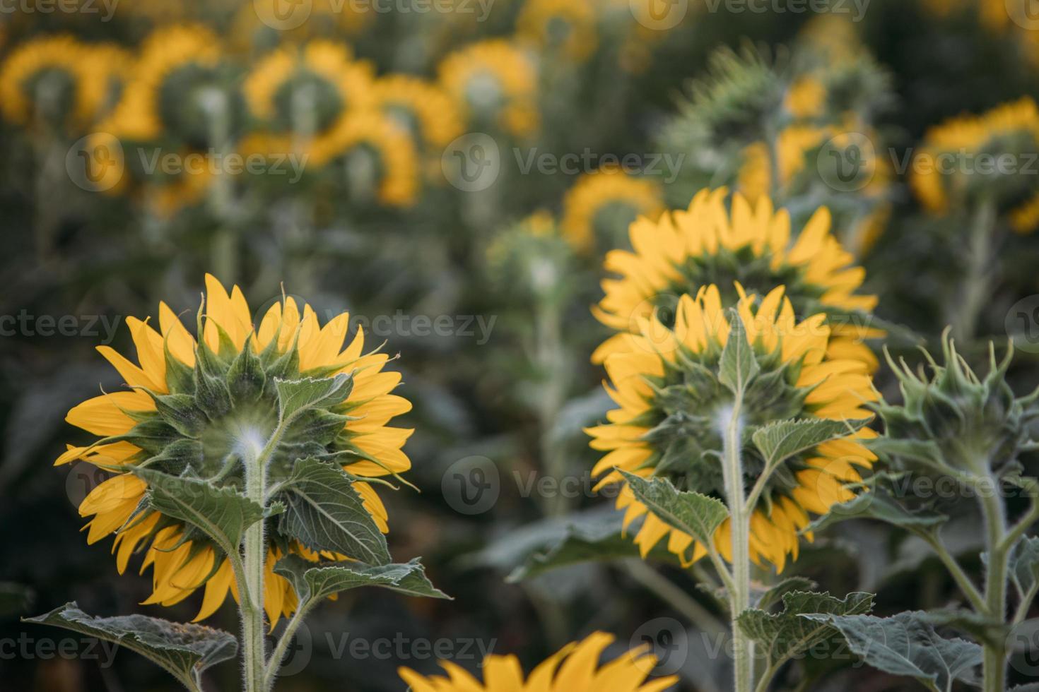 veld met zonnebloemen foto