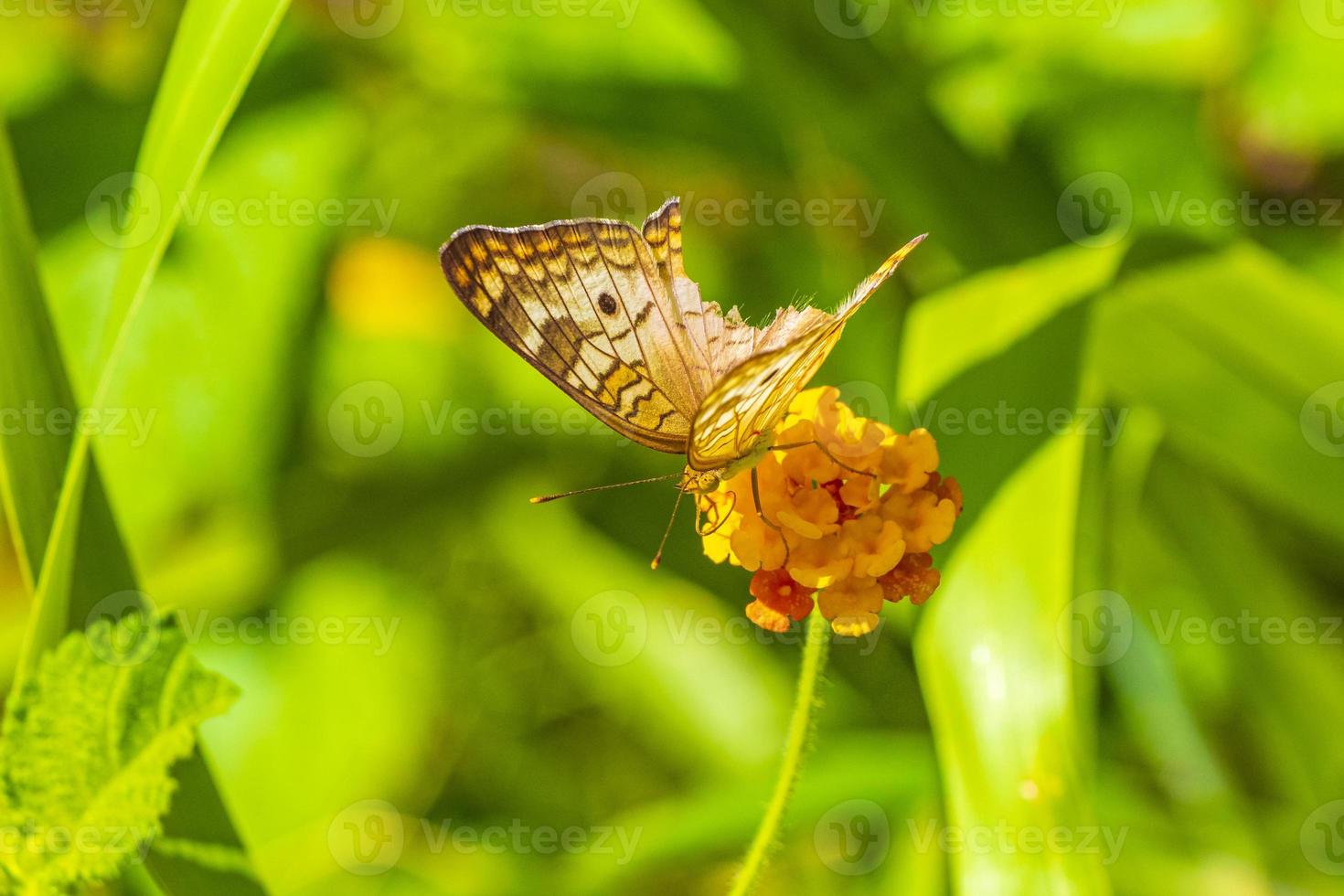 tropische vlinder op bloem plant in bos en natuur mexico. foto