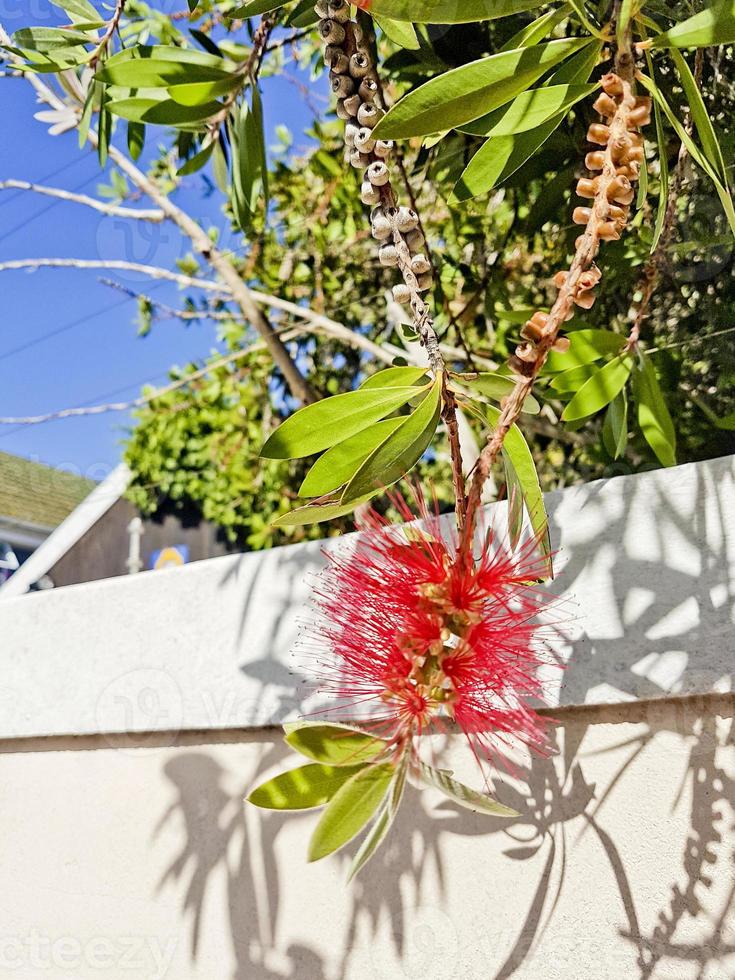 bottlebrush callisteon mooie haagplant, kaapstad. foto