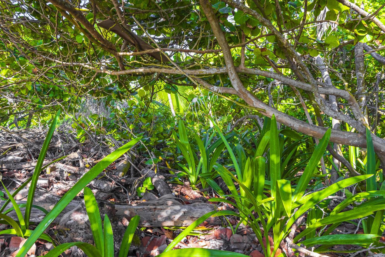 tropische planten bij natuurlijk strandbos playa del carmen mexico. foto