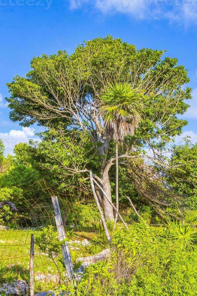 tropische planten bij natuurlijk strandbos playa del carmen mexico. foto