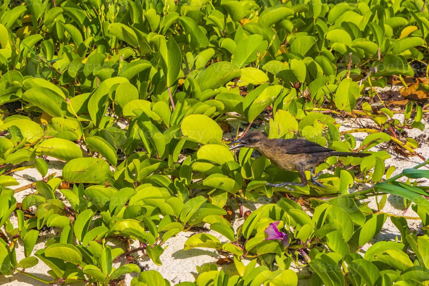 grackle-vogel met grote staart wordt hete natuur op strand mexico. foto