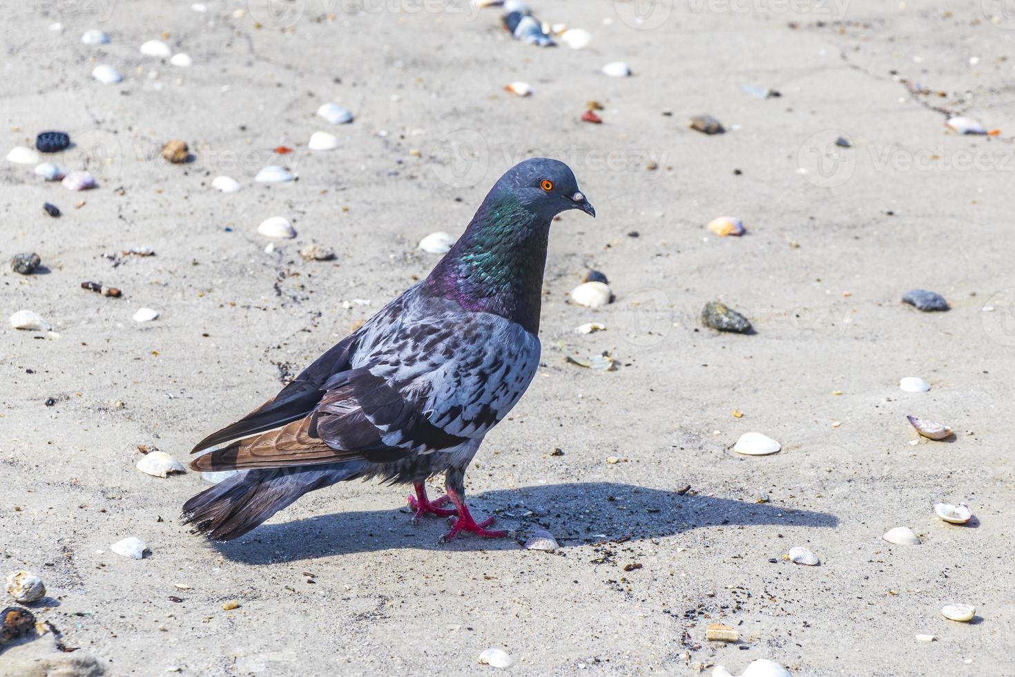 portret van een mooie kleurrijke duif vogel botafogo strand brazilië. foto