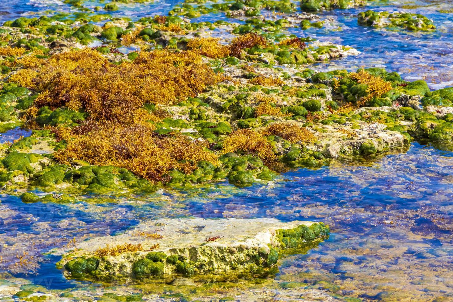 sargazo op stenen water punta esmeralda playa del carmen mexico. foto