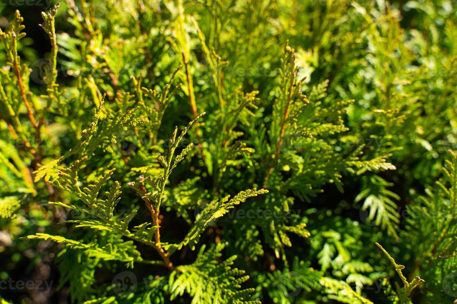 vuren groene naaldboom takken foto