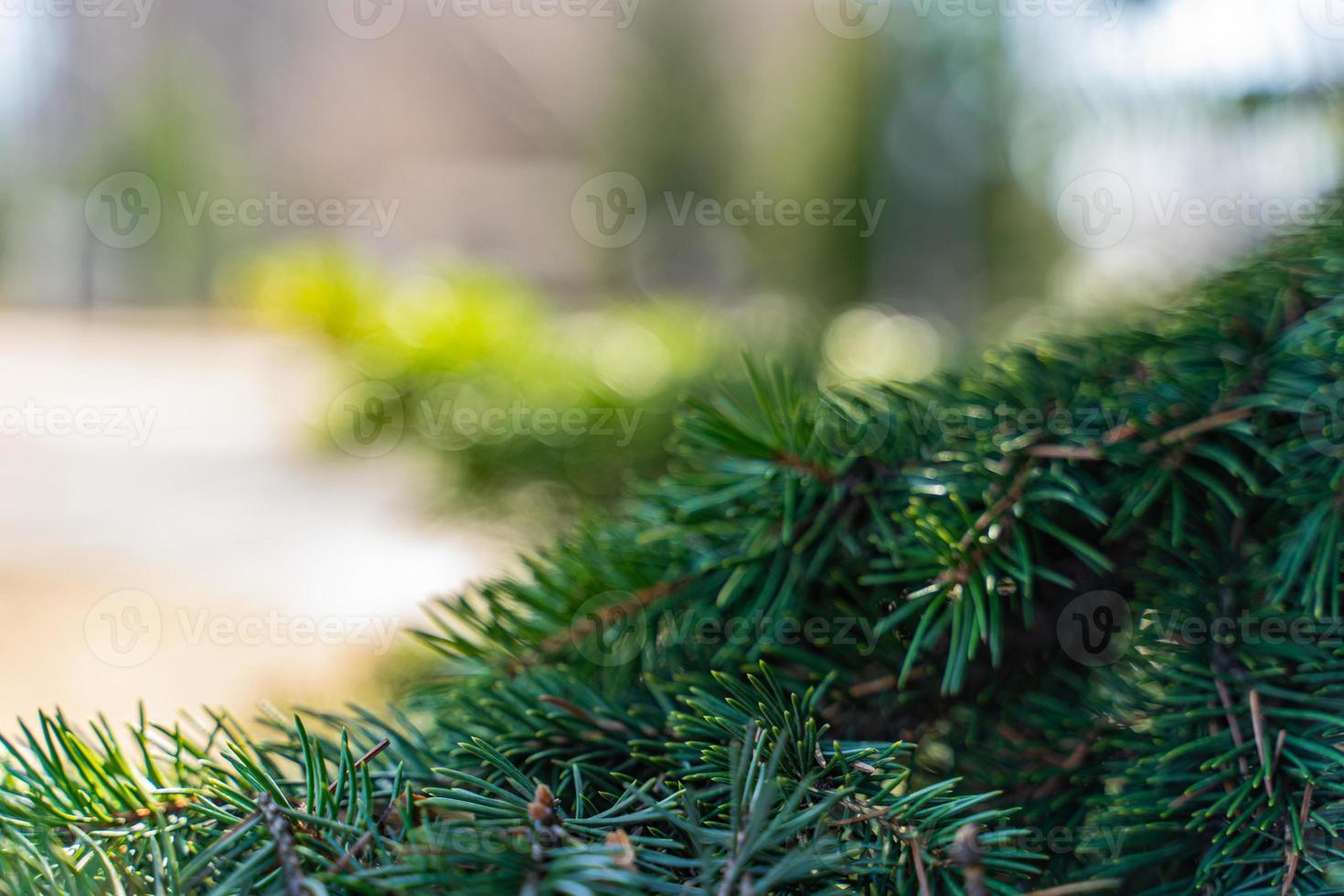 vuren groene naaldboom takken foto