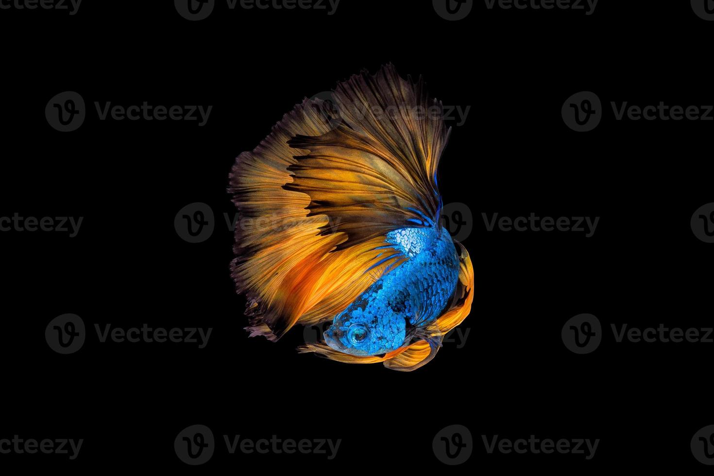 kleurrijke betta vis, siamese kempvissen in beweging op zwarte achtergrond foto