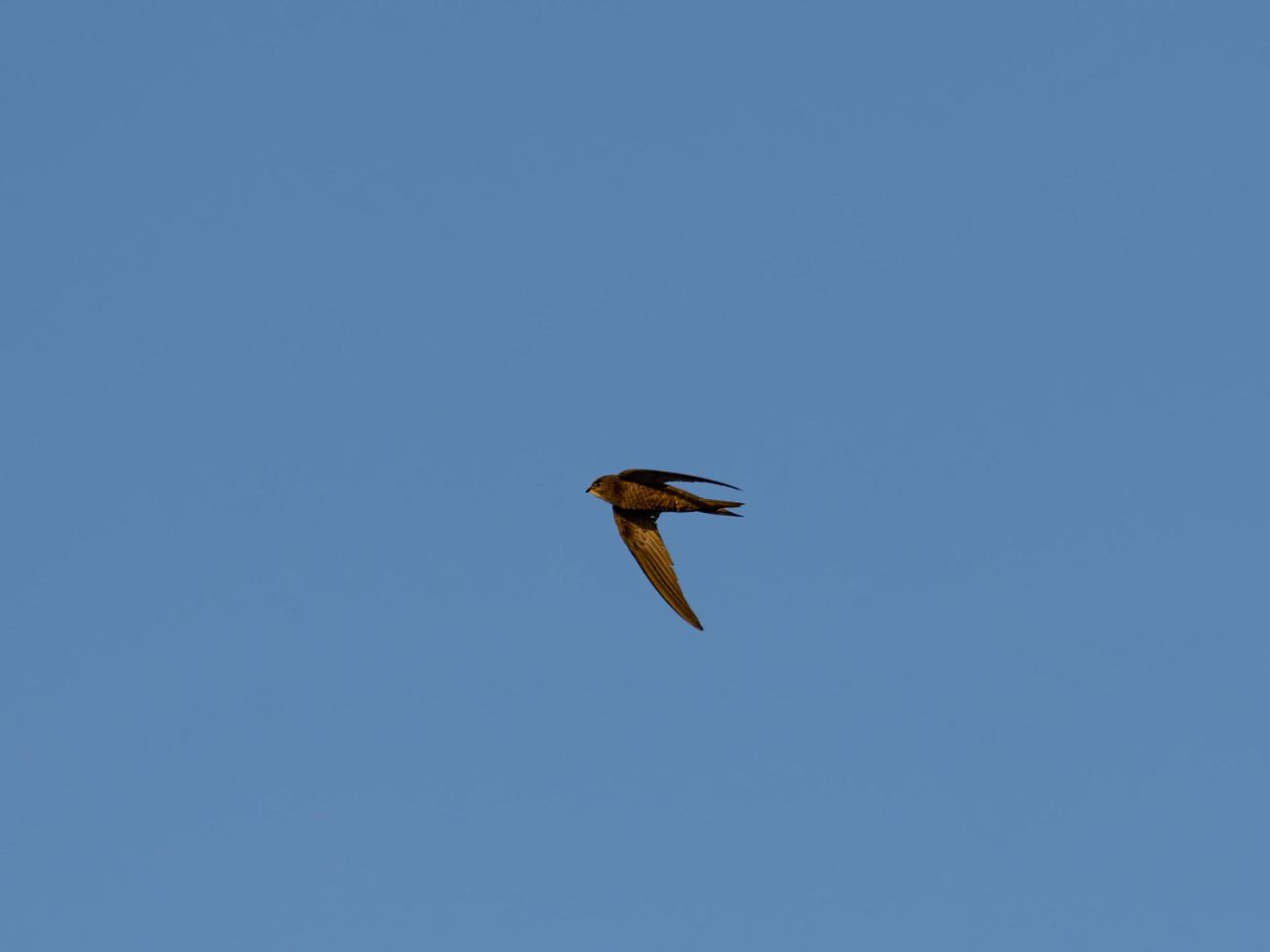 gierzwaluw, apus apus, vliegend over de zoutvlakten van Torrevieja, spanje foto