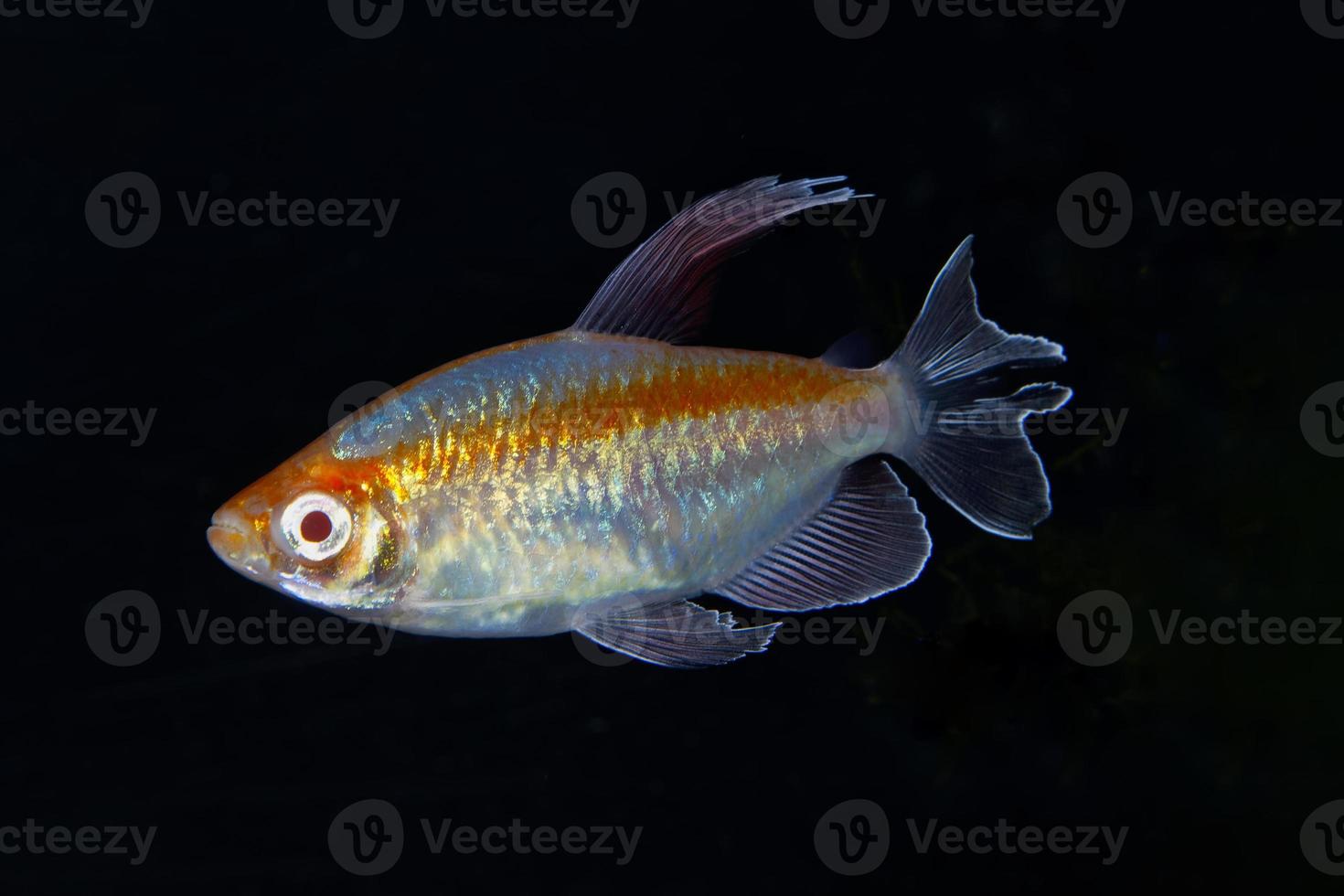 portret van aquariumvissen - congo tetra phenacogrammus interruptus op zwarte achtergrond foto