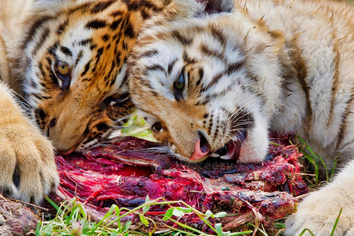 twee jonge siberische tijgers panthera tigris altaica die vlees eten foto